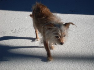Dog in the snow